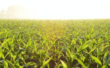 Alt text: Rows of maize and corn plants on a farm at sunset. image link to story